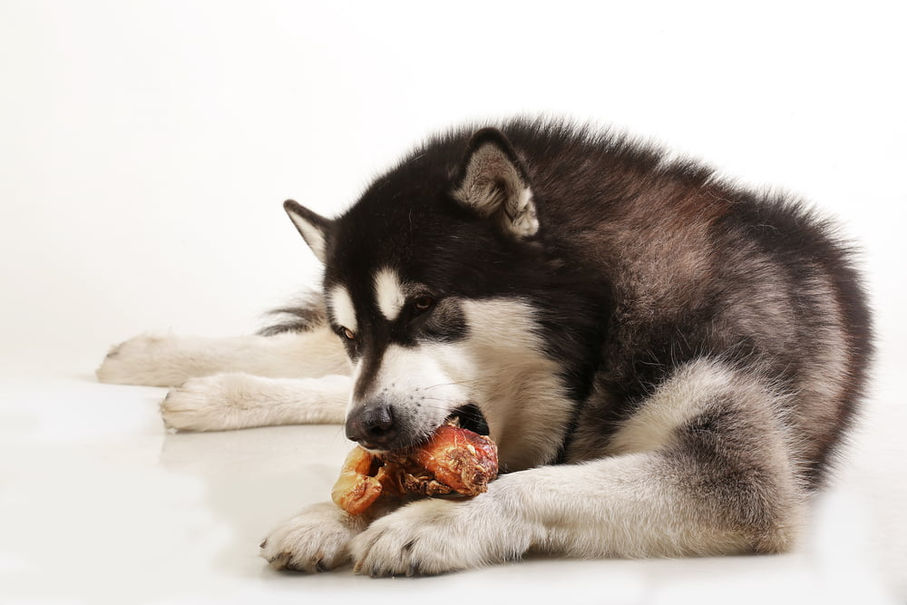 can dogs eat bones pork chops