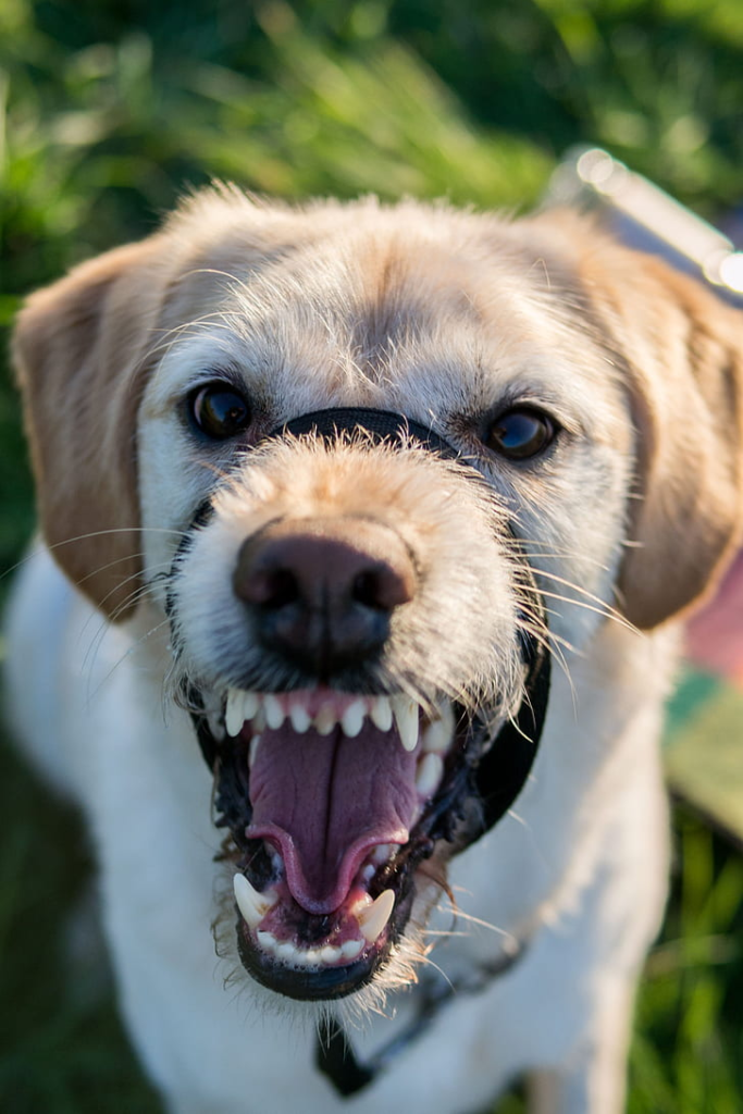 are dogs mouths clean