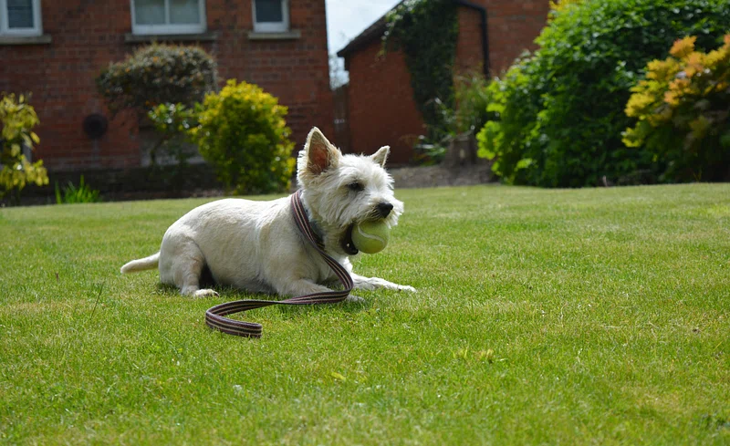 why does my dog walk sideways