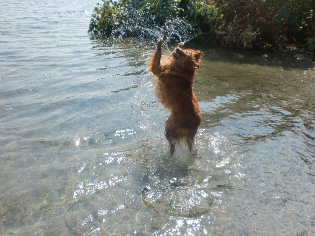 how long can dogs survive without water