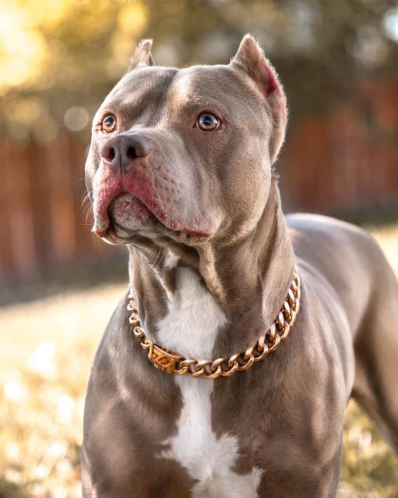 dog collars for american bullies