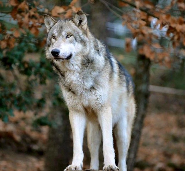 native american indian dog breeders