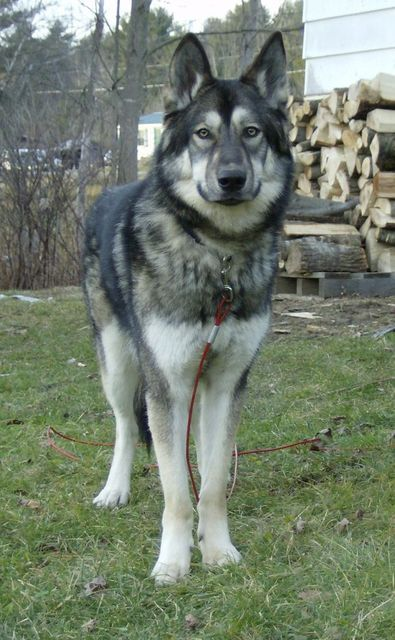 native american indian dog breeders