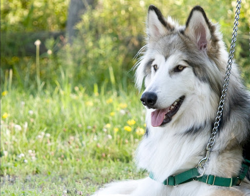 native american indian dog breeders