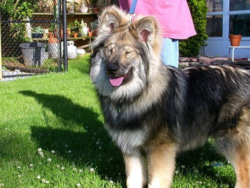 native american indian dog breeders