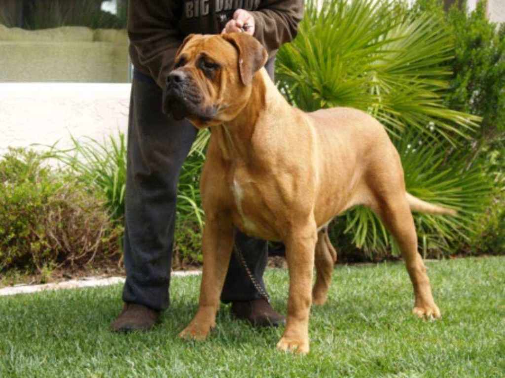 american bandogge dog