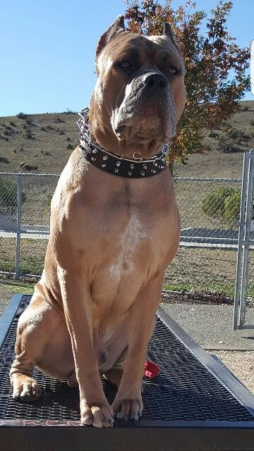 american bandogge dog