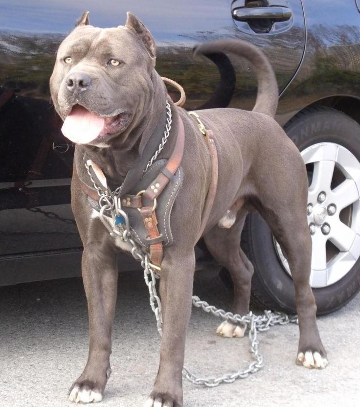 american bandogge dog