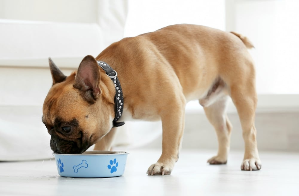 best dog food for american bulldogs