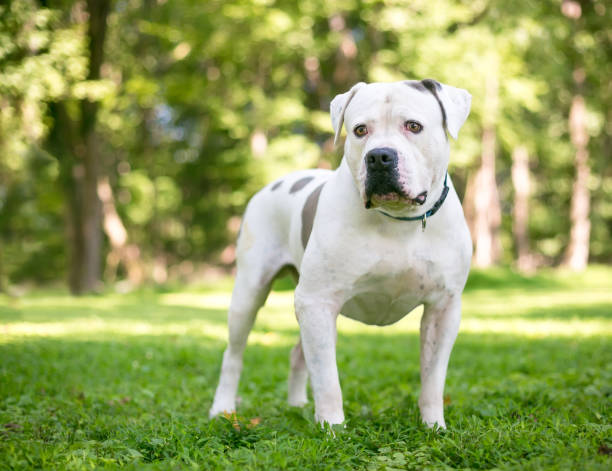 best dog food for american bulldogs