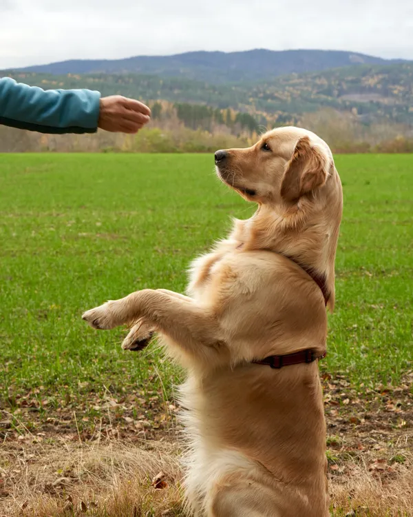 how to become a service dog trainer