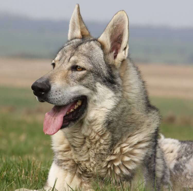 native american indian dog adoption