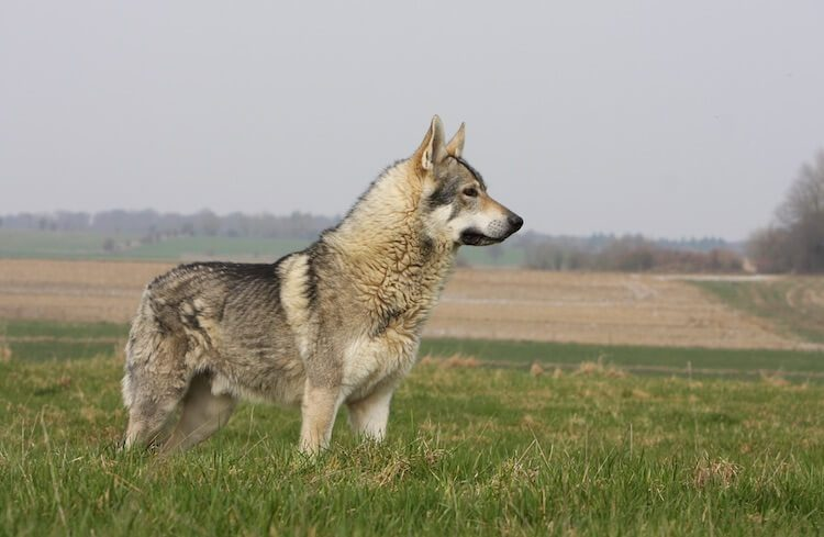 native american indian dog adoption