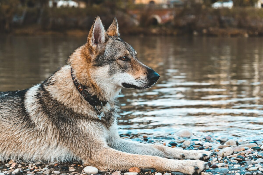 native american indian dog adoption