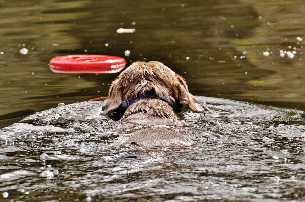 how long can a dog go without water