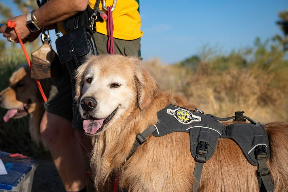 how to become a service dog trainer