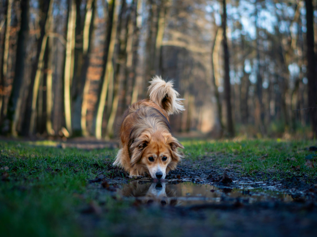 how long can a dog go without water