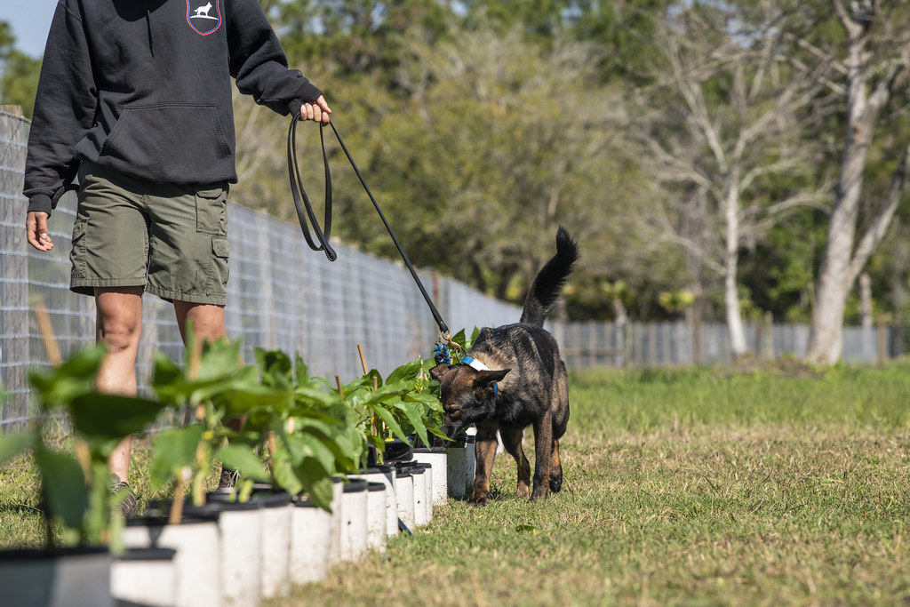 how far can dogs smell