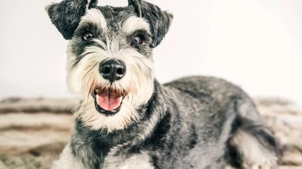 why schnauzers are the worst dogs