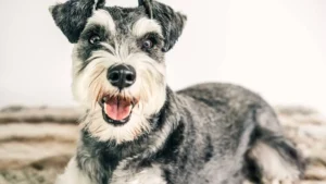 why schnauzers are the worst dogs