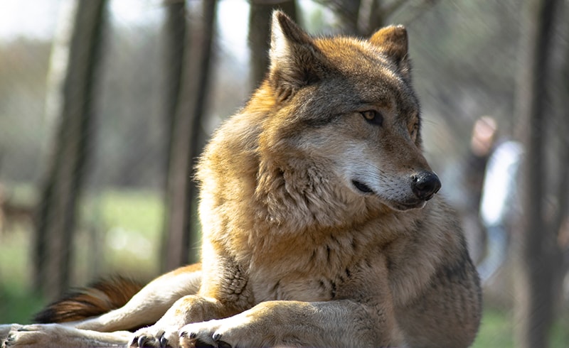 native american indian dog breeders